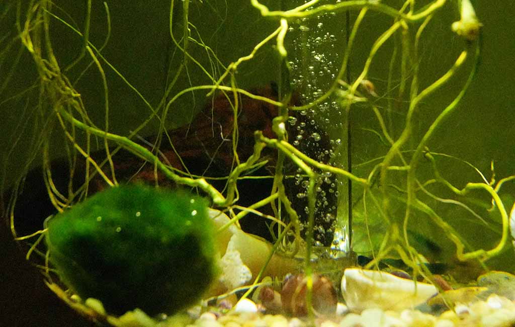 establish a beneficial bacteria ecosystem