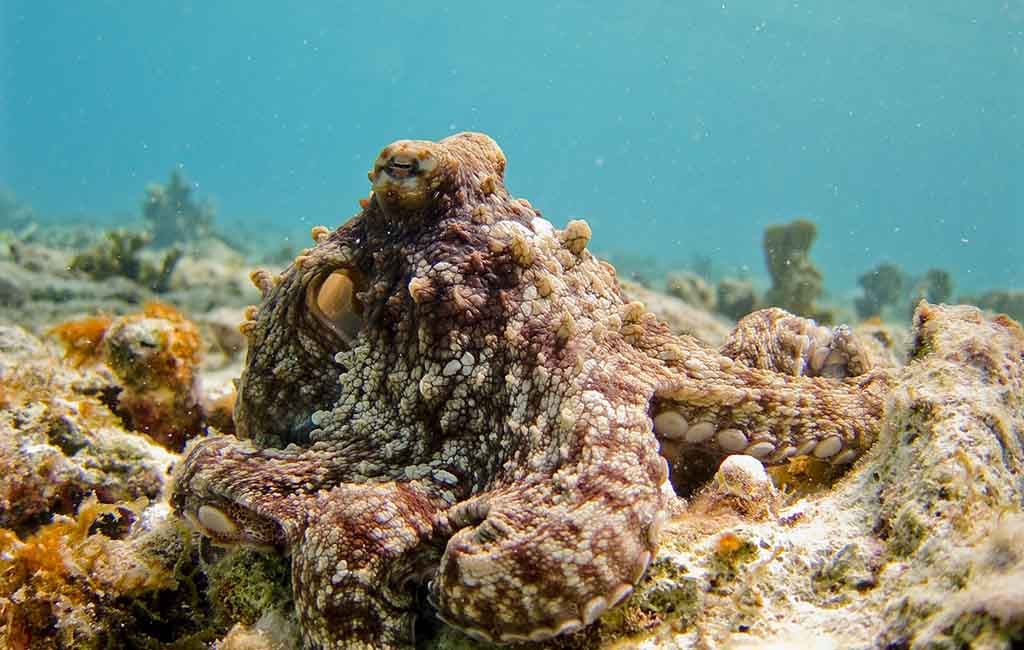 Octopuses