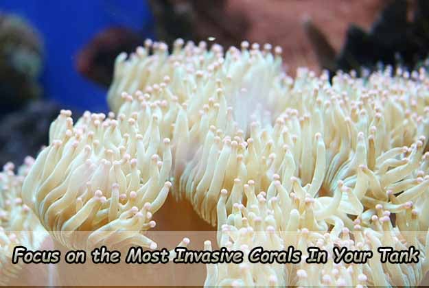 Focus on the Most Invasive Corals In Your Tank