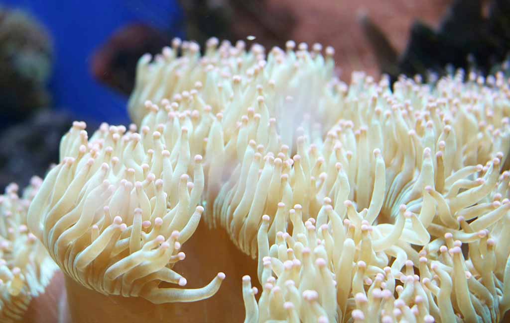 invasive species in coral reefs