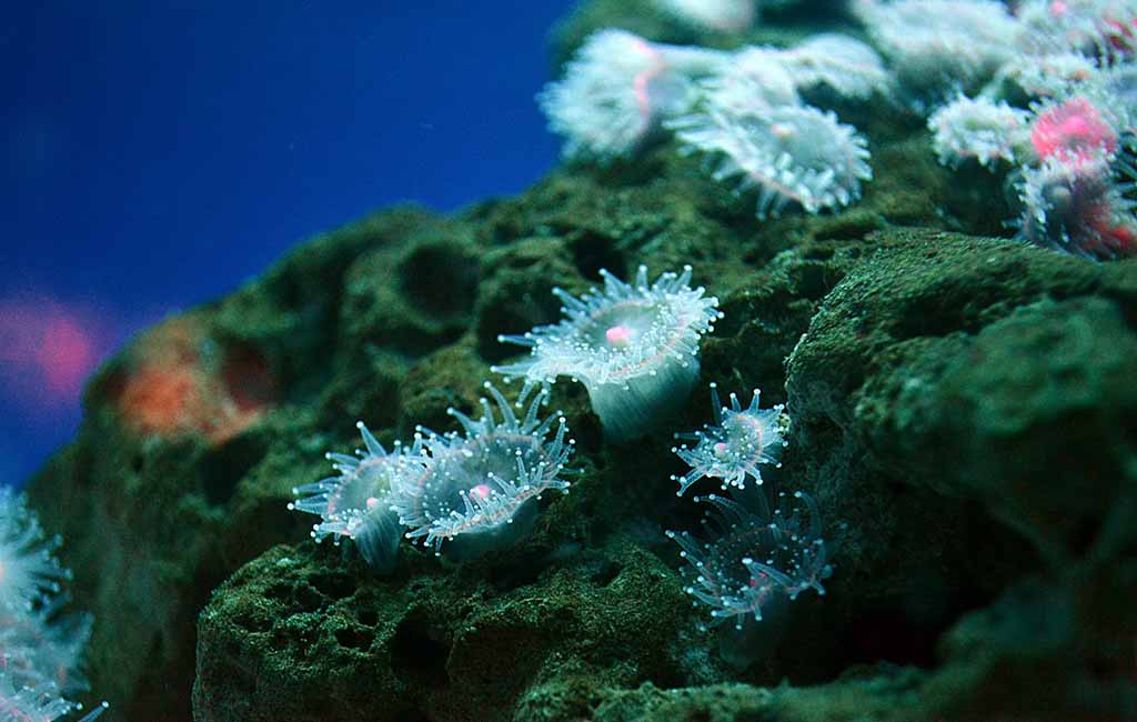 invasive corals care guide