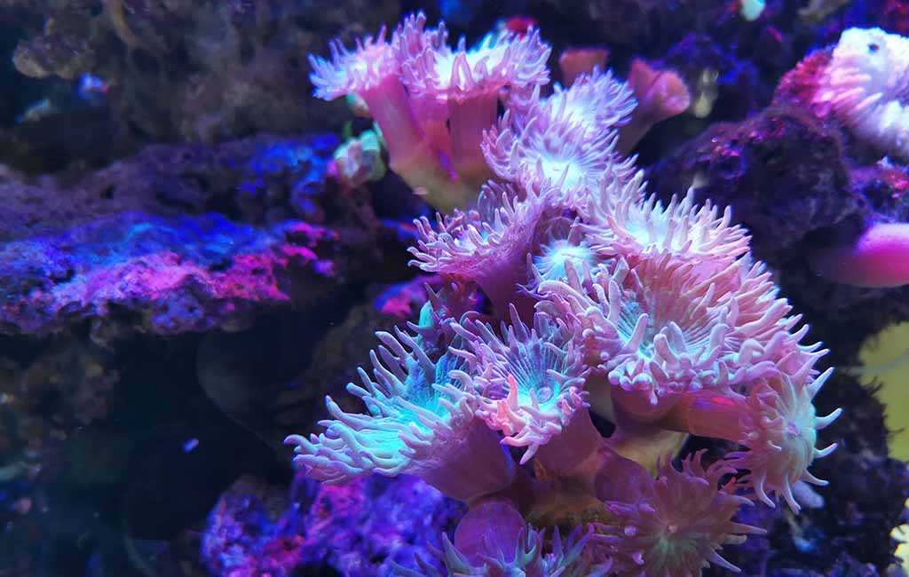 keep invasive corals under control