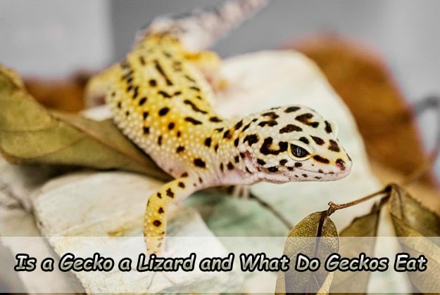 Is a Gecko a Lizard and What Do Geckos Eat