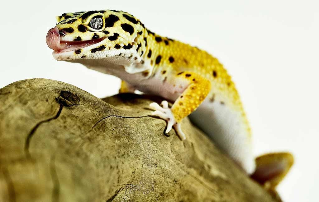 what do geckos eat