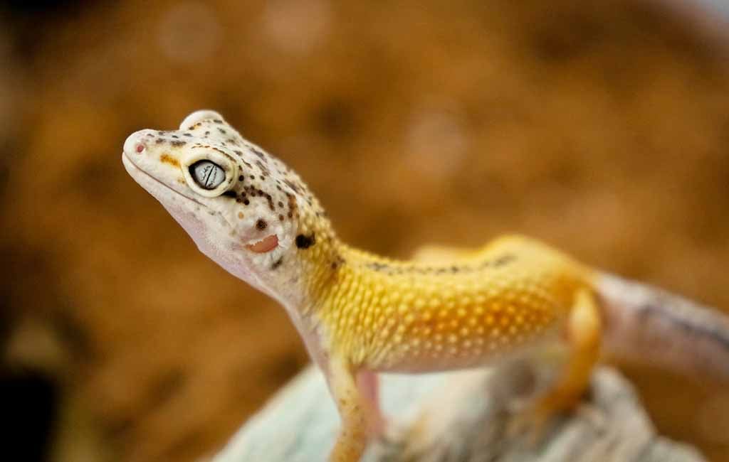 leopard gecko