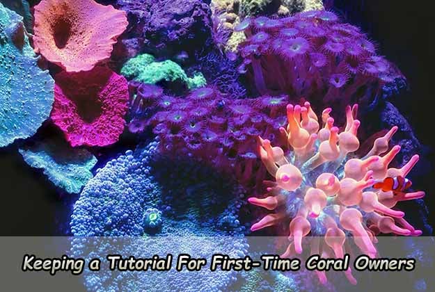 Keeping a Tutorial For First-Time Coral Owners