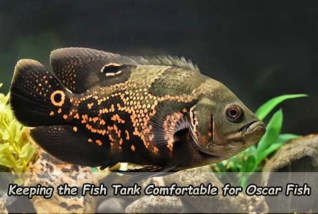 Keeping the Fish Tank Comfortable for Oscar Fish