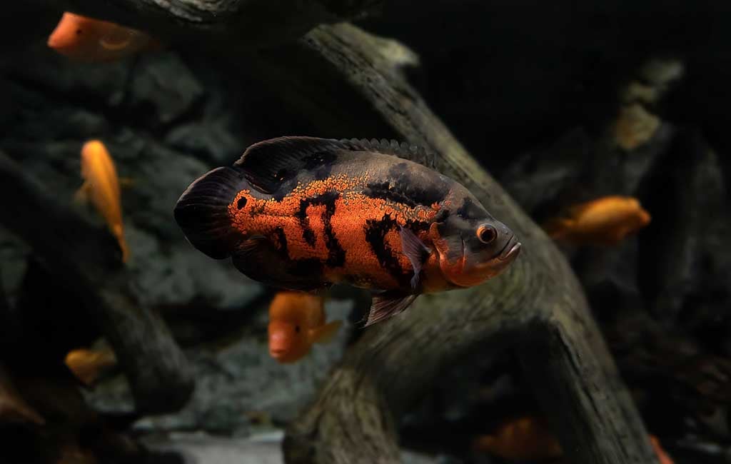 Oscar fish tank size