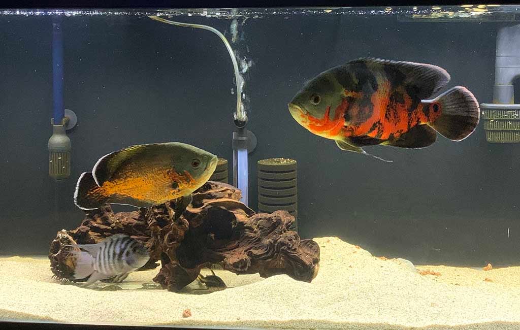 Oscar fish tank maintenance