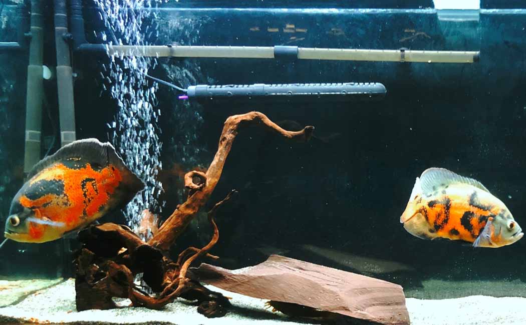 Oscar fish tank