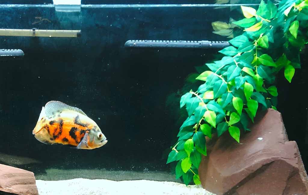 Cleaner Fish for Oscar Tank