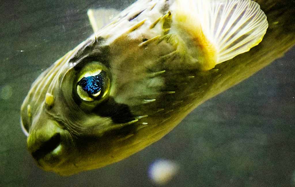 fish body flukes
