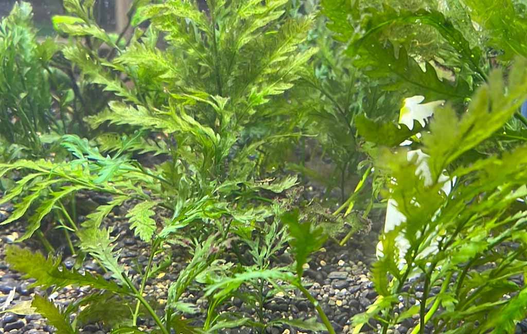 Hardscape Aquarium Plants