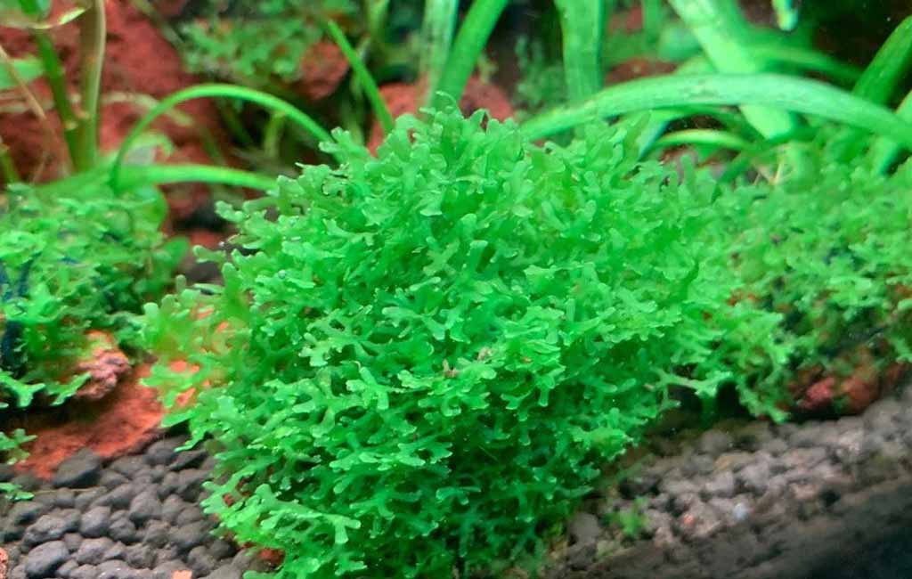 hardscapes plants