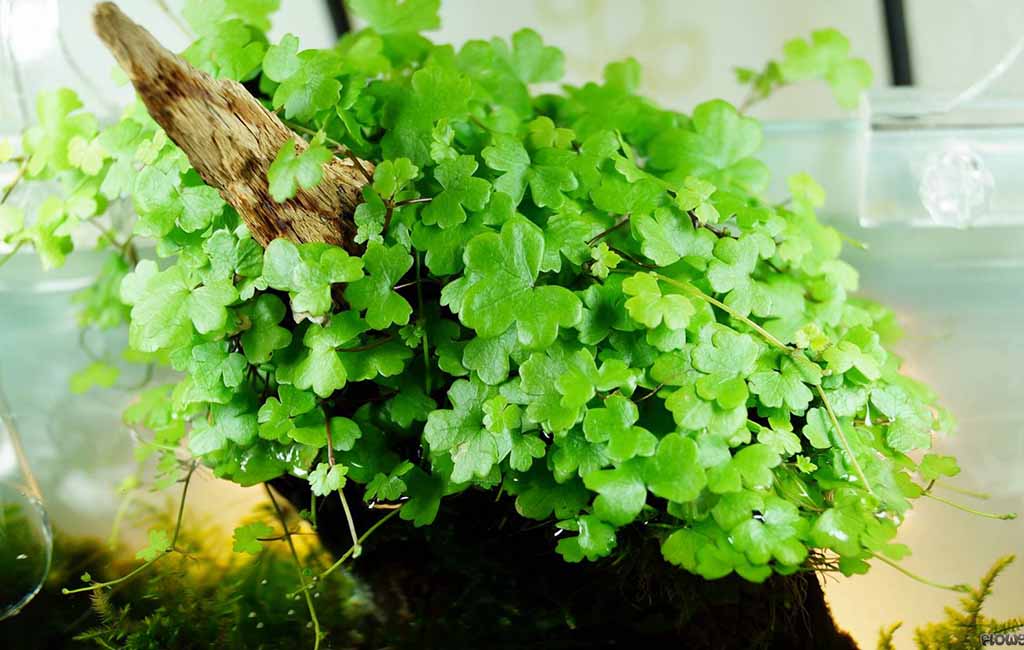 Hydrocotyle Tripartita Japan