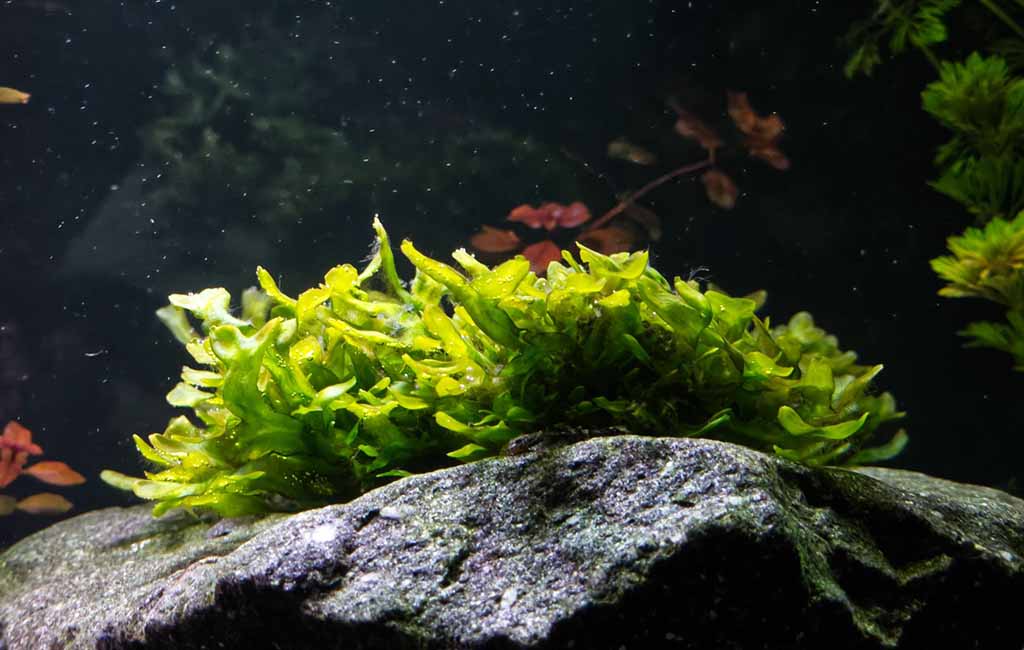 hardscapes Pellia