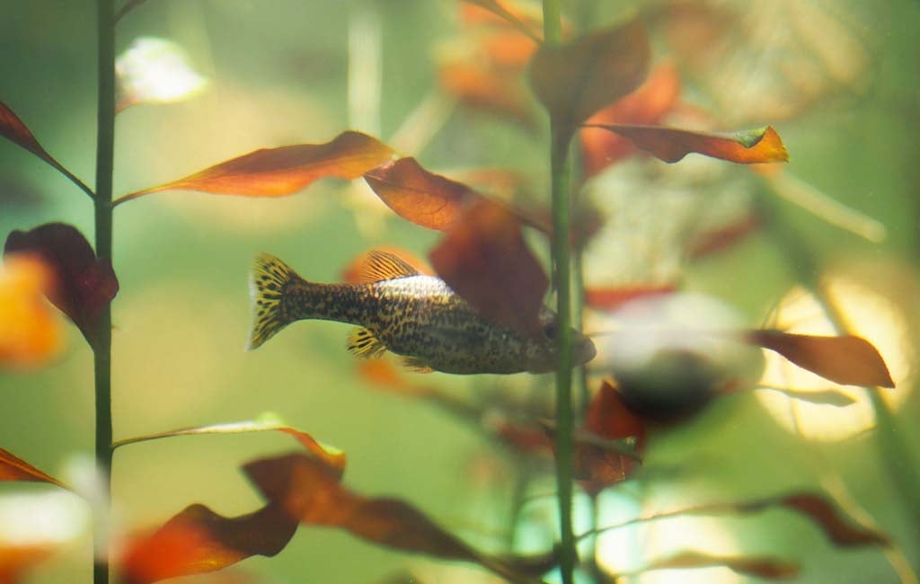 If Your Fish Tank Water Needs Purification
