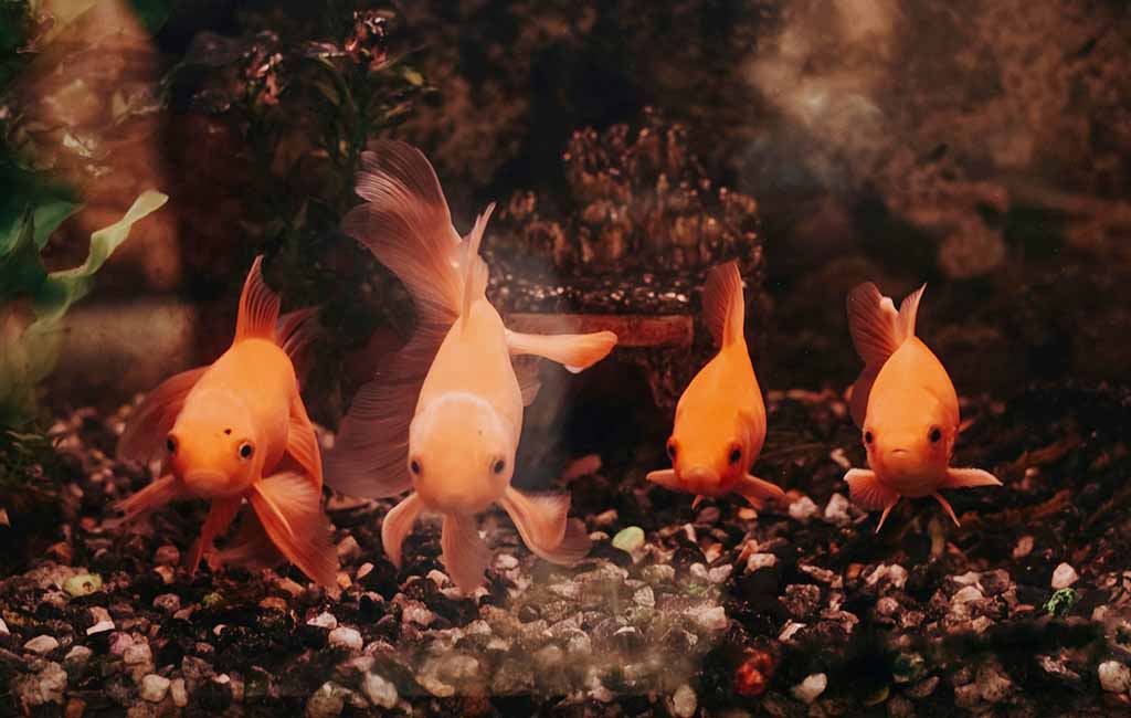 Transfer the fish gently