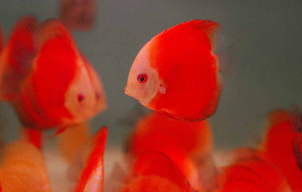 purified water for fish tank