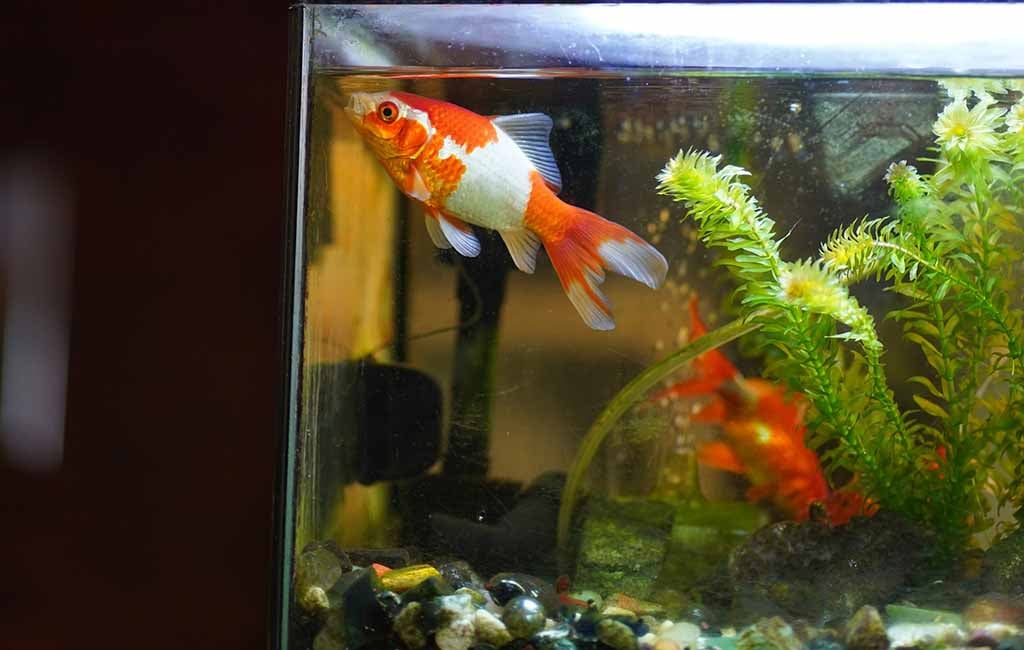 ways to purify fish tank water 