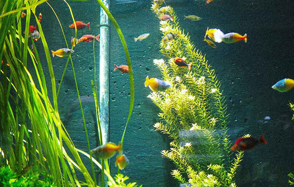 aquarium tank sizes