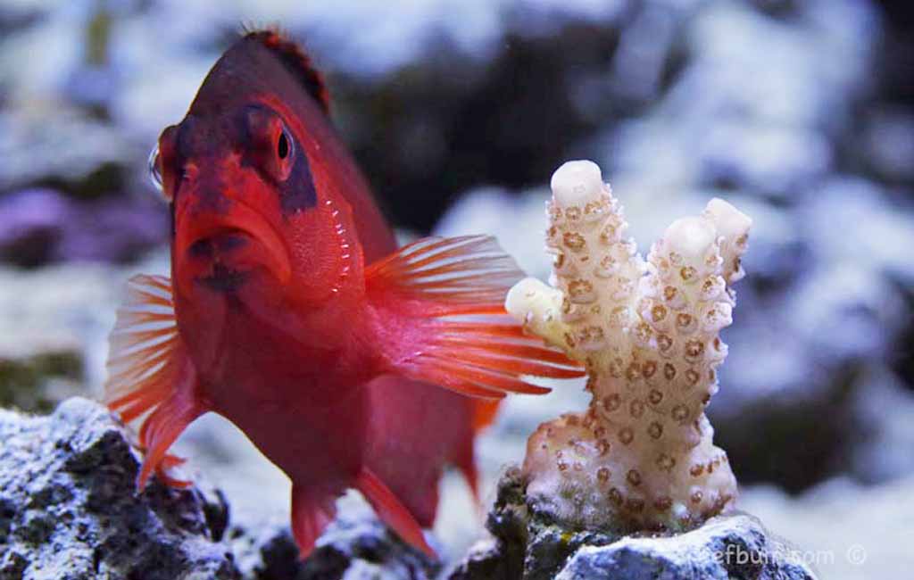 is flame hawkfish reef safe