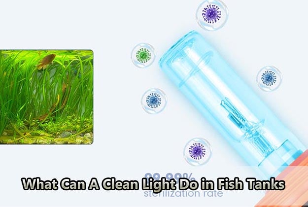 What Can A Clean Light Do in Fish Tanks