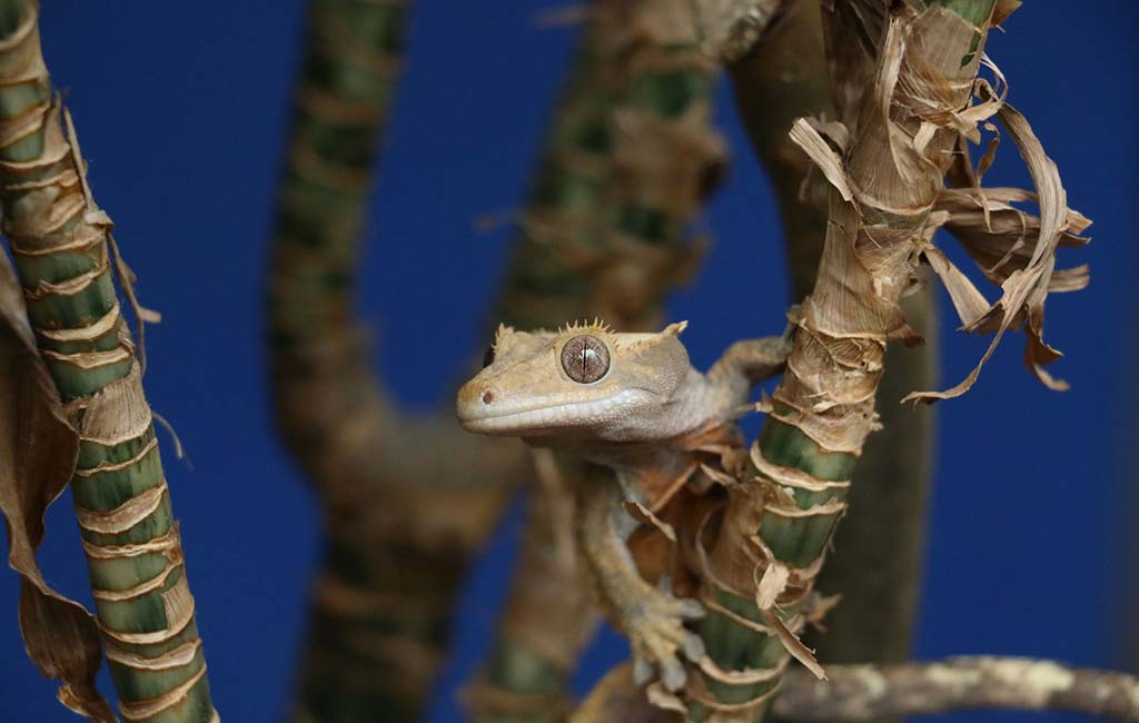 dehydrated crested gecko