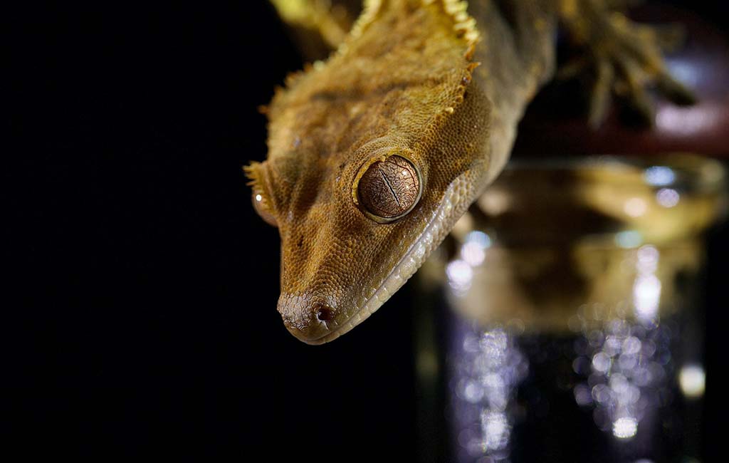 How to Know a Gecko