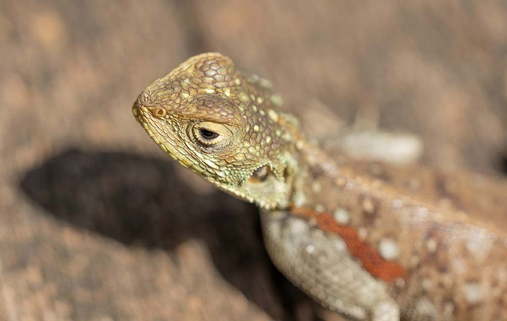 crested gecko dehydration