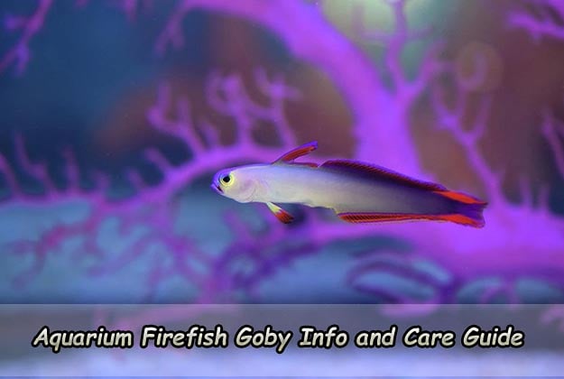 Aquarium Firefish Goby Info and Care Guide