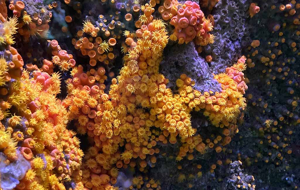 montipora coral