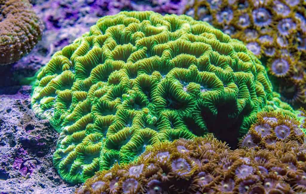 Reef Tank for Montipora Coral