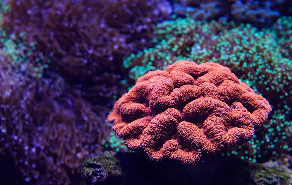 montipora tank maintenance