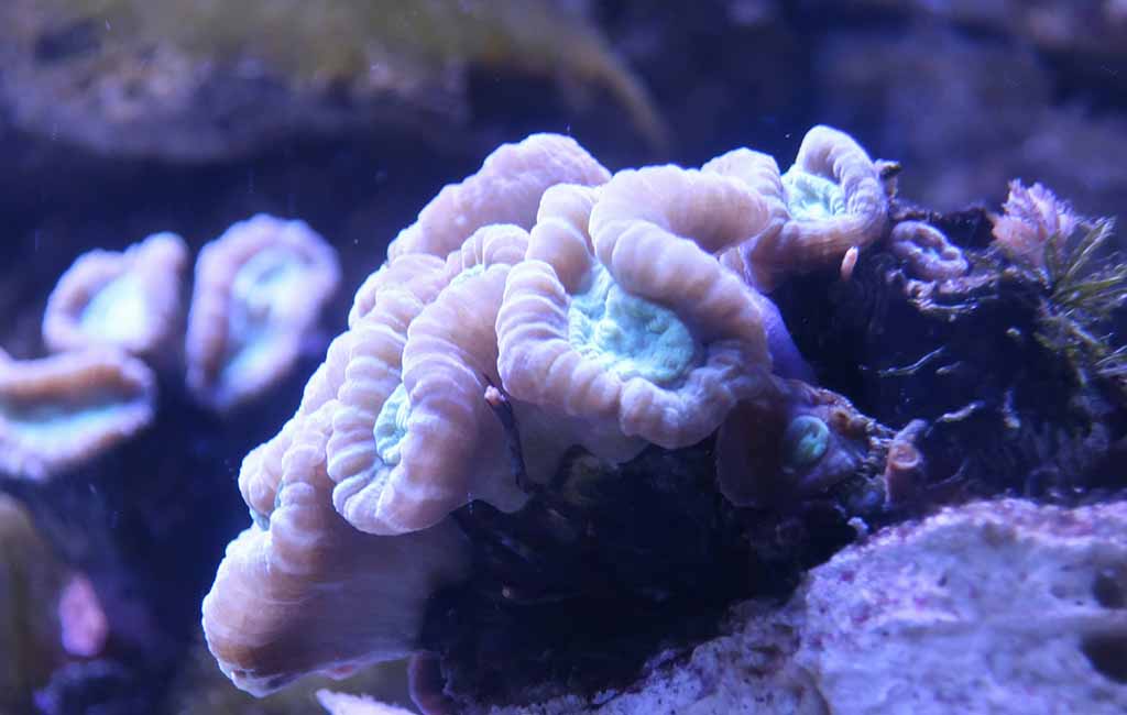 montipora coral placement