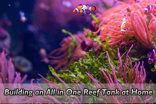 Building an All in One Reef Tank at Home