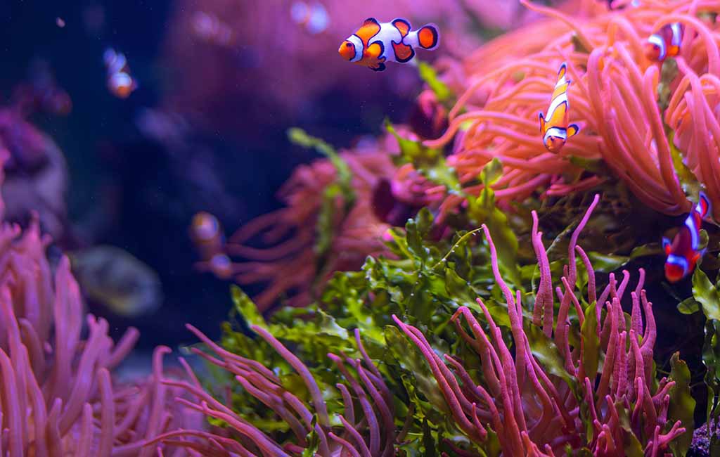 all in one reef tank
