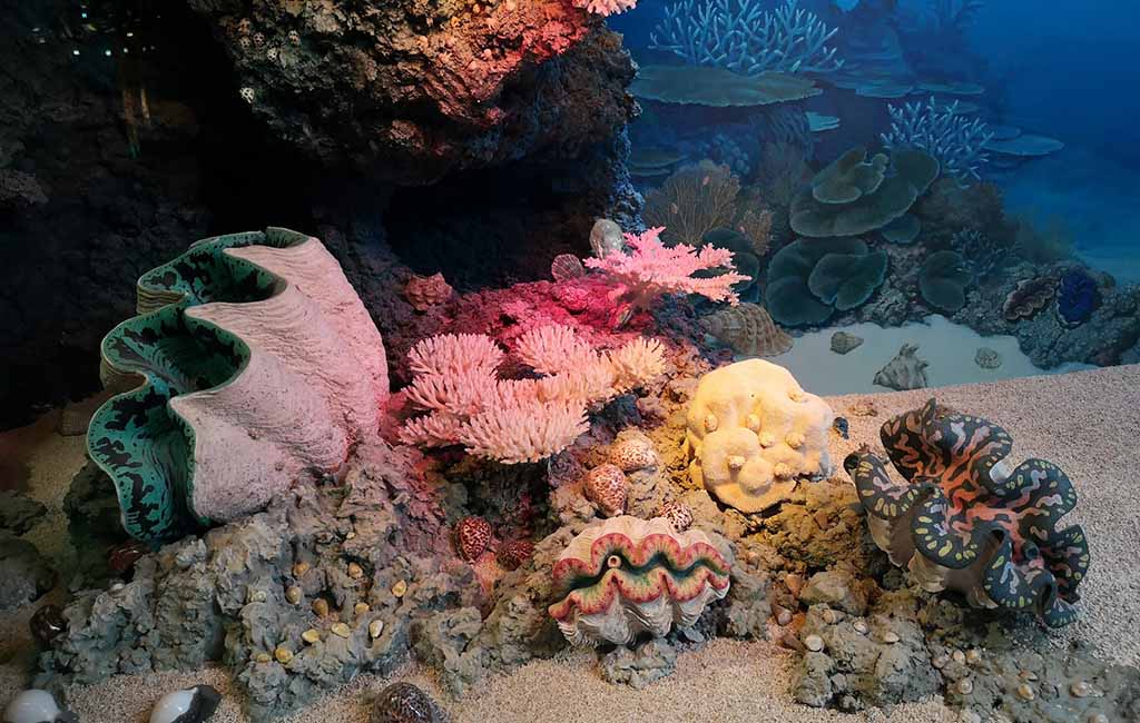 marine reef tank setup