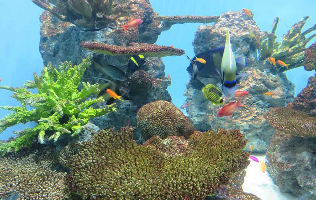 reef fish tank