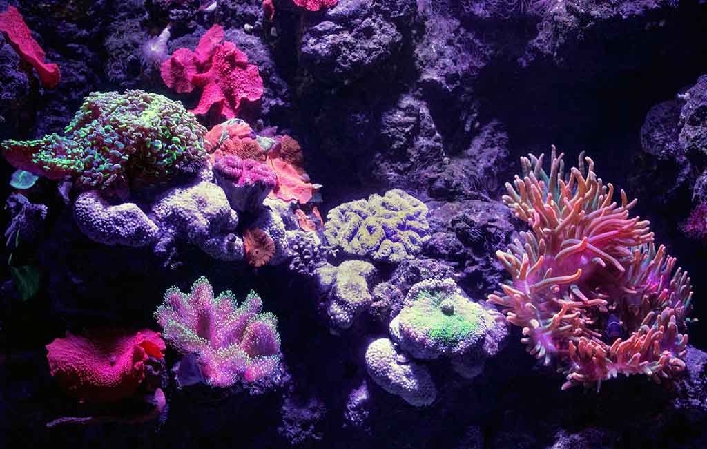 After Reef Tank Set up