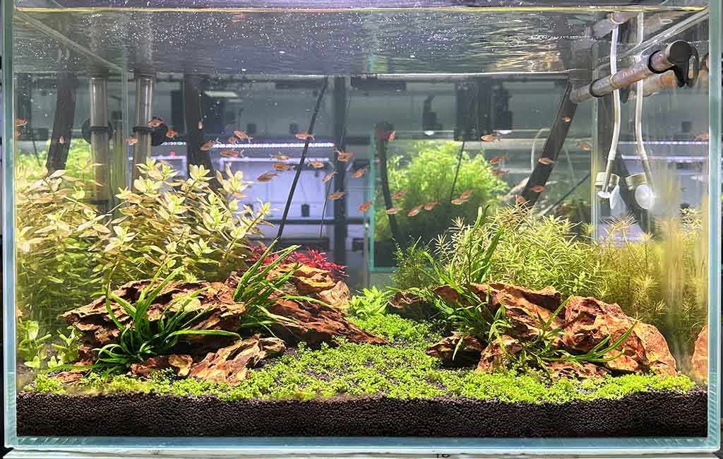 driftwood zone in fish tank