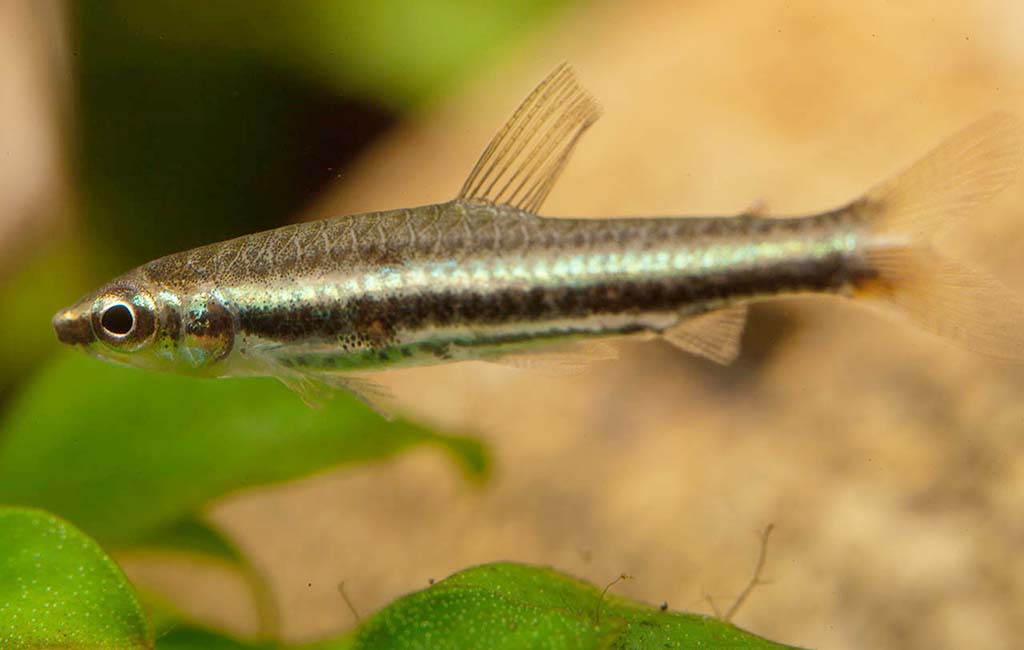 pencilfish aquarium stock