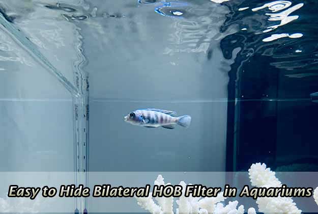 Easy to Hide Bilateral HOB Filter in Aquariums