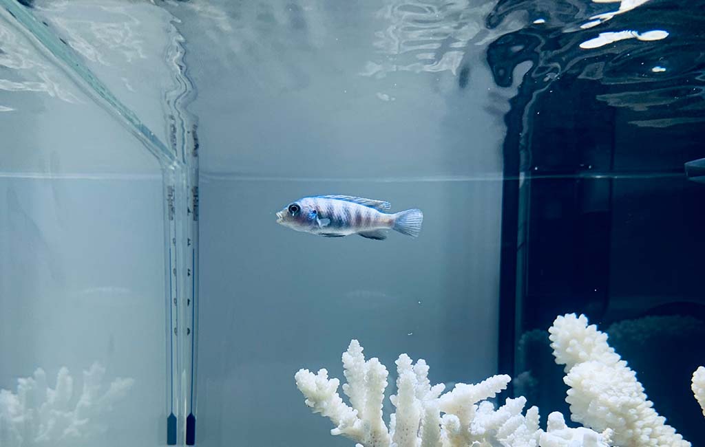 HOB filter for aquarium