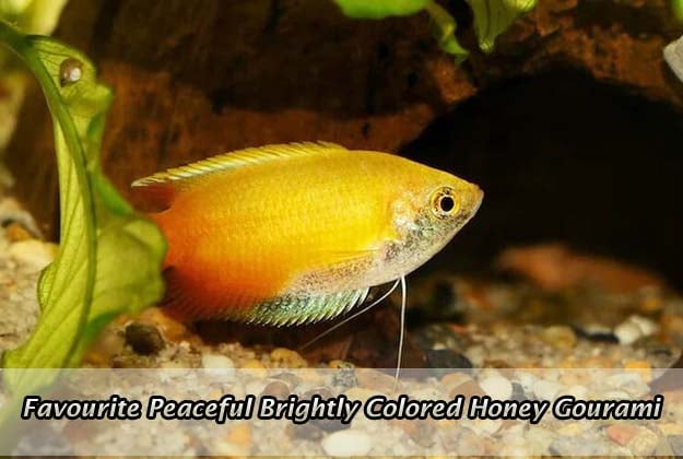 Favourite Peaceful Brightly Colored Honey Gourami