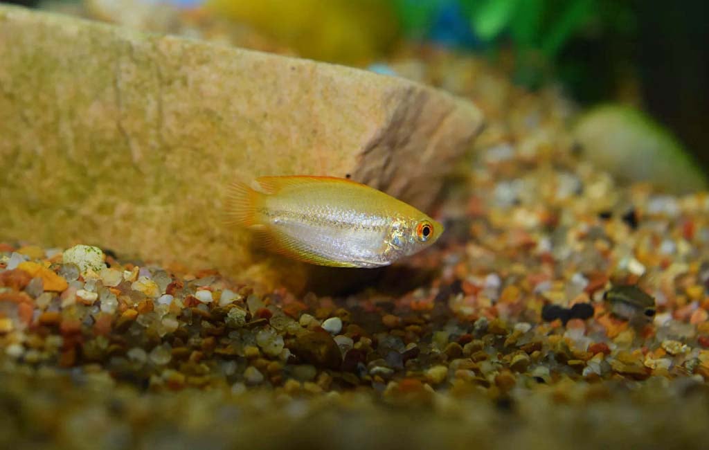 honey gourami lifespan