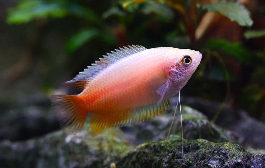 honey gourami size
