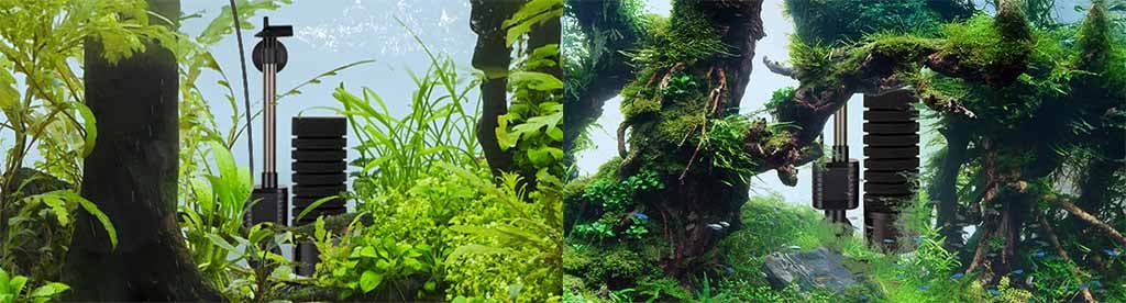 Place at will in fish tank