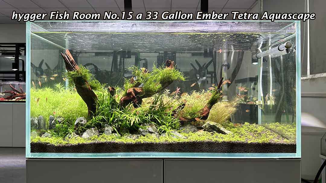 Ember Tetra Aquascape, how to create a 33 Gallon Ember Tetra tank