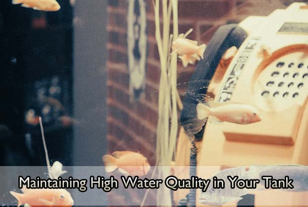 Maintaining High Water Quality in Your Tank